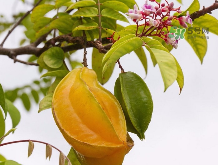 月經(jīng)期可以吃楊桃嗎？月經(jīng)期可以吃什么水果？