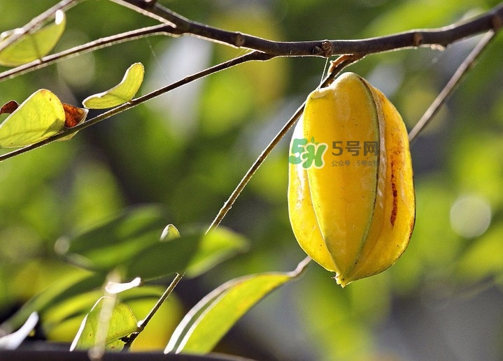 楊桃可以直接吃嗎？楊桃可以生吃嗎？