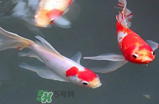 錦鯉多少錢一條？錦鯉怎么養(yǎng)不容易死