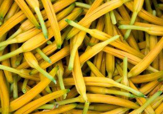 黃花菜是下奶的嗎？黃花菜是發(fā)奶的嗎