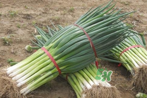 大蔥不能和什么一起吃？大蔥什么人不能吃