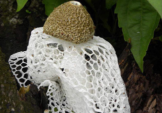 竹蓀孕婦可以吃嗎？孕婦能吃竹蓀嗎