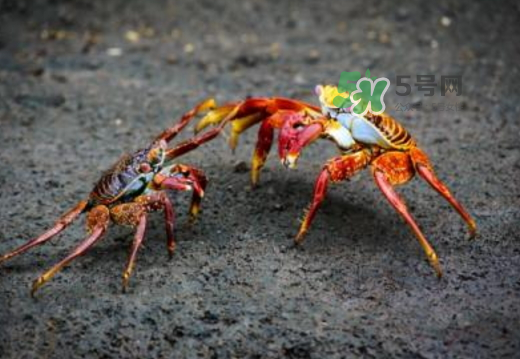 紅印蟹怎么回事？紅印蟹有什么不同？