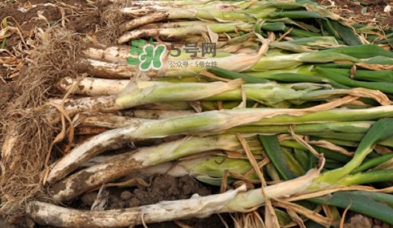 大蔥有青蟲(chóng)怎么去除？大蔥有白斑是什么原因