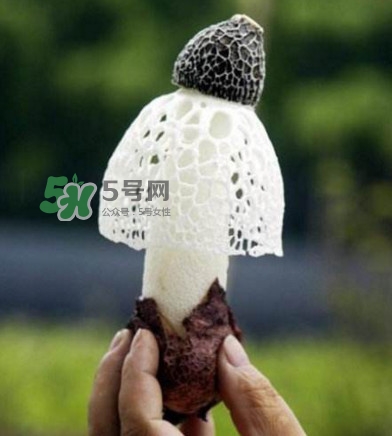 新鮮竹蓀怎么保存？干竹蓀怎么保存