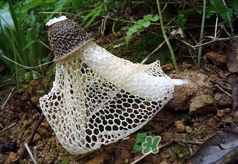 竹蓀孕婦可以吃嗎？孕婦能吃竹蓀嗎