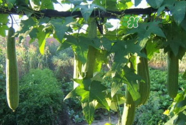 絲瓜水怎么提??？絲瓜水和黃瓜水哪個更好？