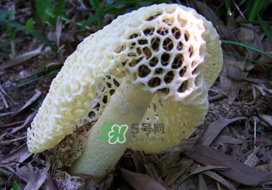 怎么去除竹蓀的怪味？如何去除竹蓀的異味