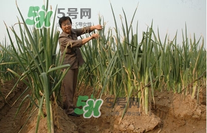 大蔥什么時候種植？大蔥什么時候上市