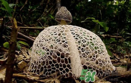 竹蓀黑色菌蓋能吃嗎？竹蓀食用禁忌是什么