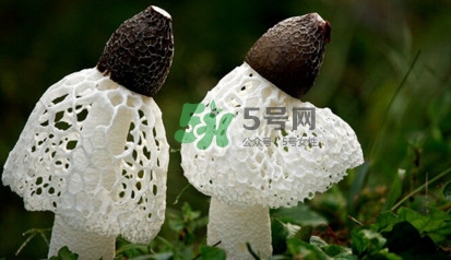 竹蓀黑色菌蓋能吃嗎？竹蓀食用禁忌是什么