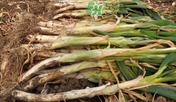 大蔥有病毒怎么去除？大蔥有黃點(diǎn)是什么原因