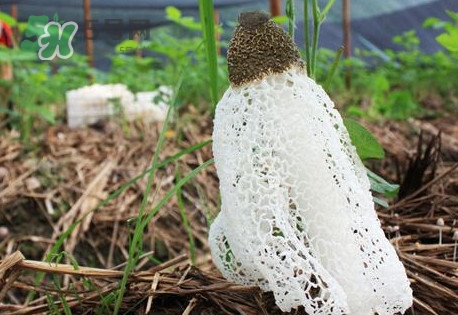 竹蓀怎么泡發(fā)？竹蓀怎么吃