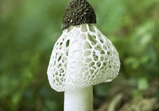 竹蓀什么季節(jié)最多？竹蓀不能和什么一起吃