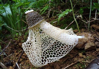 竹蓀適合哪些人吃？竹蓀什么人不能吃