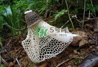 竹蓀適合哪些人吃？竹蓀什么人不能吃