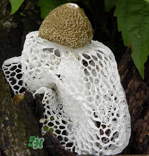 竹蓀有毒嗎？什么樣的竹蓀不能吃