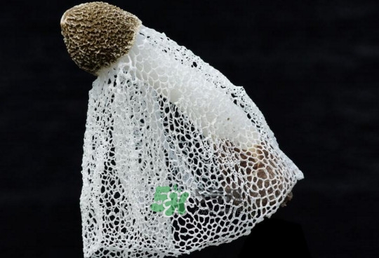 竹蓀適合哪些人吃？竹蓀什么人不能吃