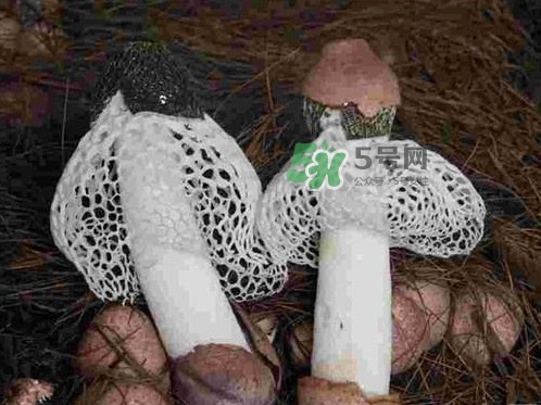 竹蓀是發(fā)物嗎？竹蓀是涼性的嗎