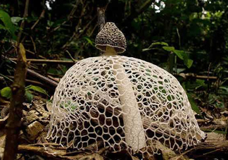 竹蓀黑色菌蓋能吃嗎？竹蓀食用禁忌是什么