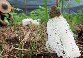 竹蓀怎么泡發(fā)？竹蓀怎么吃