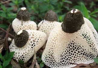 竹蓀是什么？竹蓀蛋是什么東西？