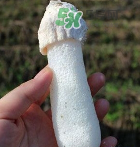 竹蓀什么樣的好？買竹蓀怎么挑選