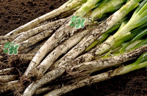 大蔥什么時候種植？大蔥什么時候上市