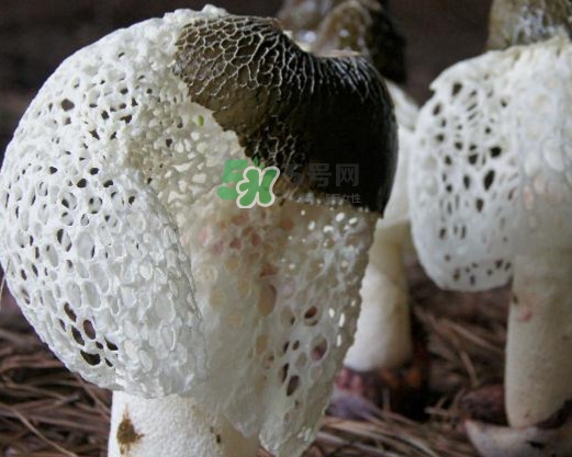 竹蓀有肥皂味正常嗎？竹蓀有酒味了還能吃嗎