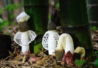 新鮮竹蓀怎么保存？干竹蓀怎么保存