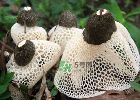 竹蓀是發(fā)物嗎？竹蓀是涼性的嗎