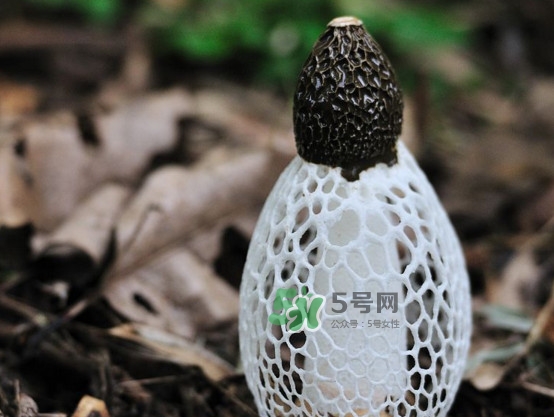 怎么去除竹蓀的怪味？如何去除竹蓀的異味