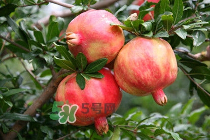 石榴不能和什么一起吃？石榴哪些人不能吃？