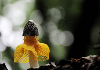 新鮮竹蓀怎么清洗？新鮮竹蓀怎么處理