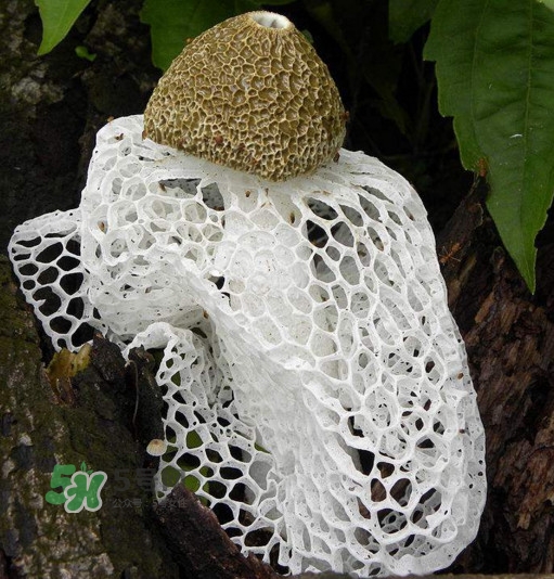 竹蓀什么季節(jié)最多？竹蓀不能和什么一起吃