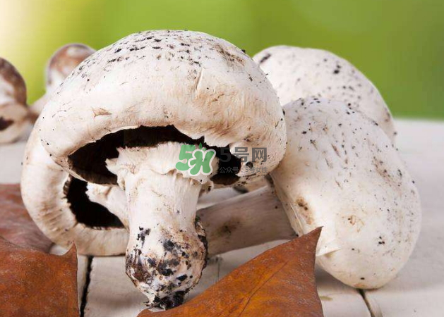 蘑菇變黑了還能吃嗎？蘑菇怎么保存？