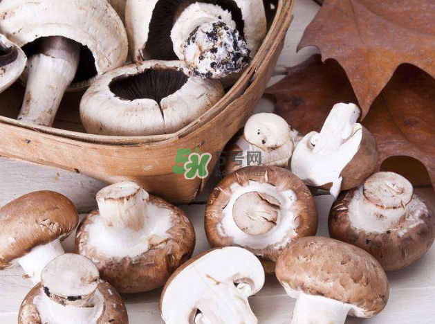 蘑菇變黑了還能吃嗎？蘑菇怎么保存？