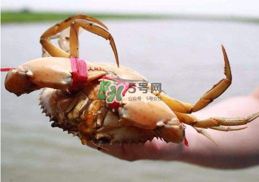 黃油蟹什么季節(jié)吃最好？黃油蟹產(chǎn)地