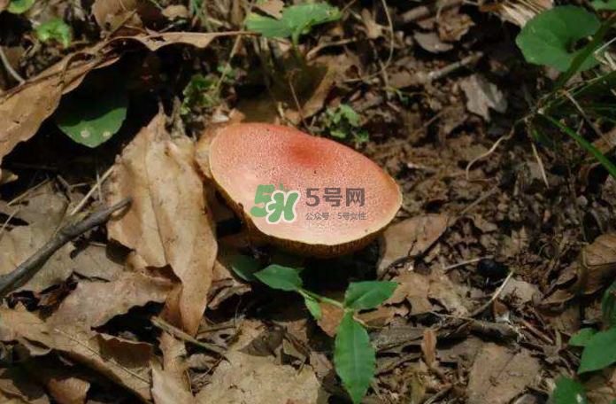 蘑菇中毒怎么辦？蘑菇中毒的癥狀