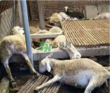 壽光大蒜有毒嗎？壽光毒大蔥事件