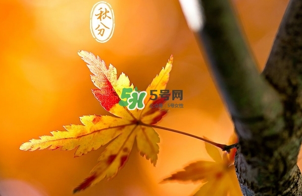 秋分是秋天到了嗎_秋分開始入秋了嗎_秋分是秋天開始嗎 秋分是秋天到了嗎_秋分開始入秋了嗎_秋分是秋天開始嗎