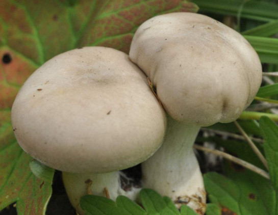 白蘑菇是什么蘑菇？白蘑菇有毒嗎