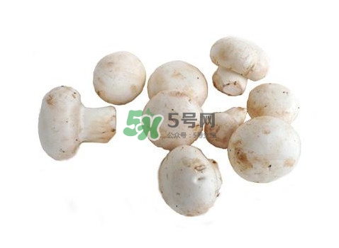 口蘑是什么蘑菇？口蘑長(zhǎng)什么樣子？