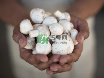 口蘑是發(fā)物嗎？口蘑是白蘑菇嗎