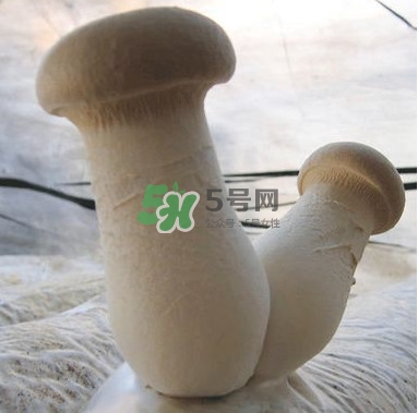 杏鮑菇是發(fā)物嗎？杏鮑菇怎么切好看