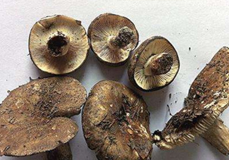 蘑菇變黑了還能吃嗎？蘑菇怎么保存？