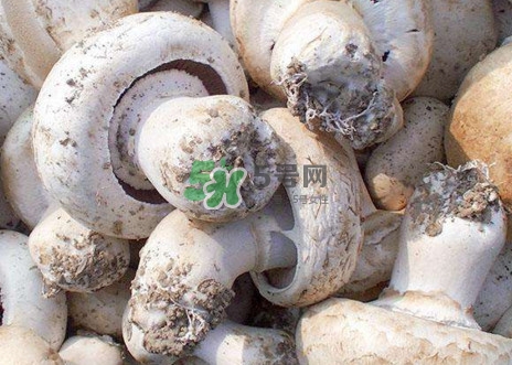 口蘑是什么蘑菇？口蘑長(zhǎng)什么樣子？