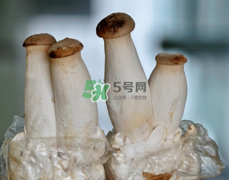 杏鮑菇怎么清洗？杏鮑菇怎么保存