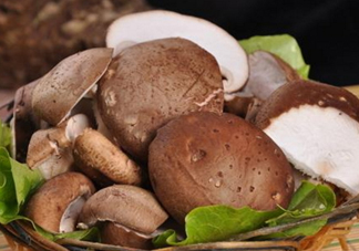 什么蘑菇最有營養(yǎng)？蘑菇怎么吃最有營養(yǎng)？