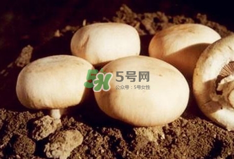 口蘑是發(fā)物嗎？口蘑是白蘑菇嗎